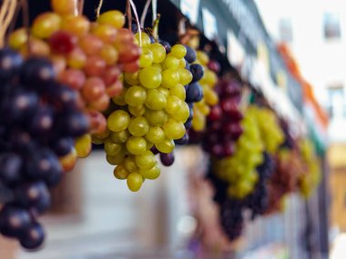 Gün batımında üzüm bağında bir demet yeşil ve mavi üzüm. Üzüm festivali