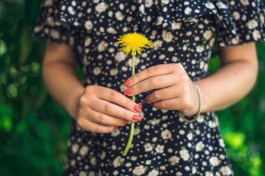 Sarı çiçeği tutan kadın eller. Sarı karahindiba