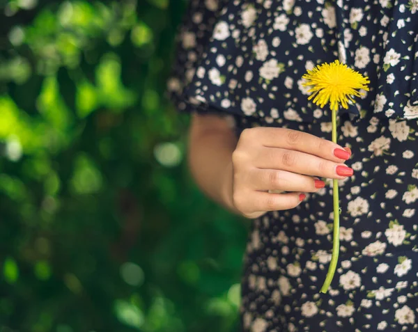Female hands holding yellow flower. Yellow dandelion