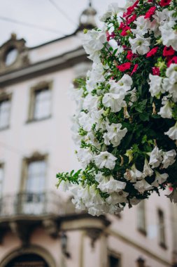Beyaz ve kırmızı petunya evin arka planında. Şehir sokaklarındaki saksılarda güzel dekoratif çiçekler. Şehirde bir çiçek tarhında beyaz ve kırmızı çiçekler.
