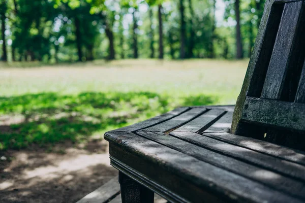 Wooden bench near a tall tree. Bench in the park on a summer day. Wooden bench on the green grass