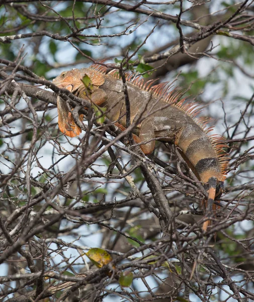 Renkli iguana mangrov ağaç dallarında aittir — Stok fotoğraf
