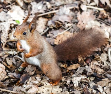 Kızıl sincap pençeleri dolu tohumlar ve fındık ile yerde duruyor.