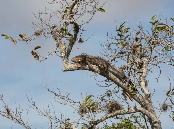 Iguana, pławiąc się w gałęzi drzew — Zdjęcie stockowe