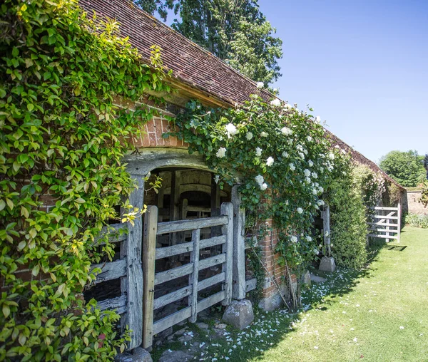 Weiße Kletterrose über Torbogen. — Stockfoto