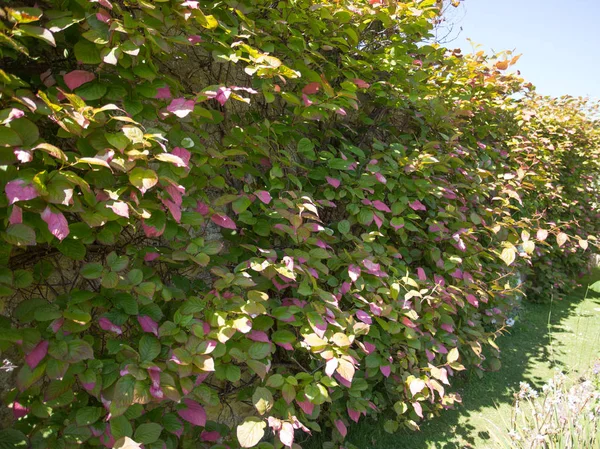 Actinidia kolomitka with its variegated leaves. — Stock Photo, Image