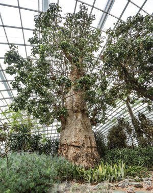 Singapur-Şehir-SINGAPORE-0004Ekim 192019 Baobab ağacı körfez yakınlarındaki bahçelerde yetişiyor.