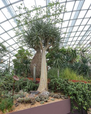 Singapur-Şehir-SINGAPORE-0003Ekim 1919 Uzun Kaktüs ağacı ve arka planda Banyon ağacı Singapur 'daki körfez eğlencesi ile Bahçeler' in kapalı alanında.