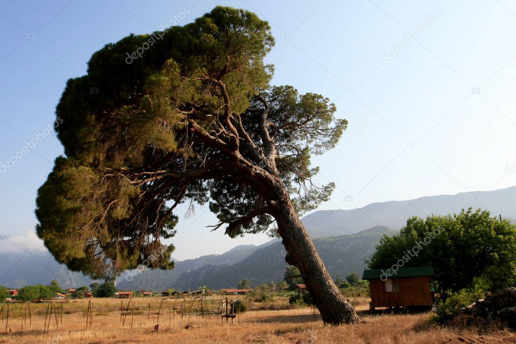 Small house by pine tree