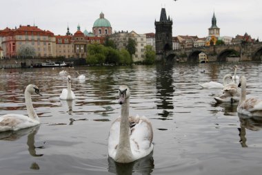 Nehri Vltava Yüzme Kuğu 