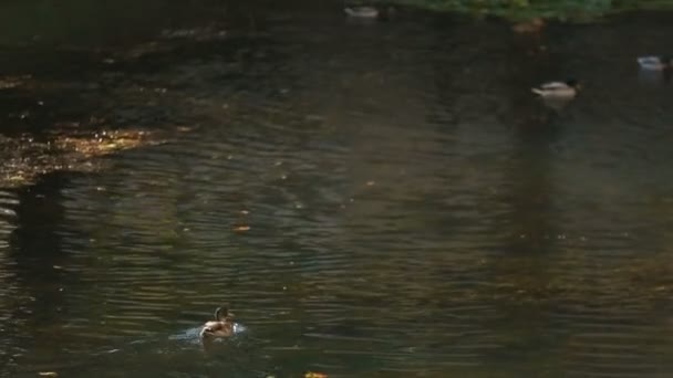Kleine eenden in het meer — Stockvideo