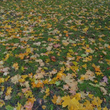 Sarı düşen yapraklar yeşil çim kapak