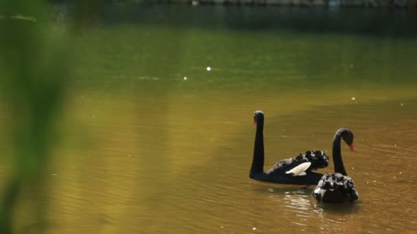 Aantal sierlijke zwarte zwanen glijden over vijver met groene wateroppervlak op zonnige zomerdag — Stockvideo