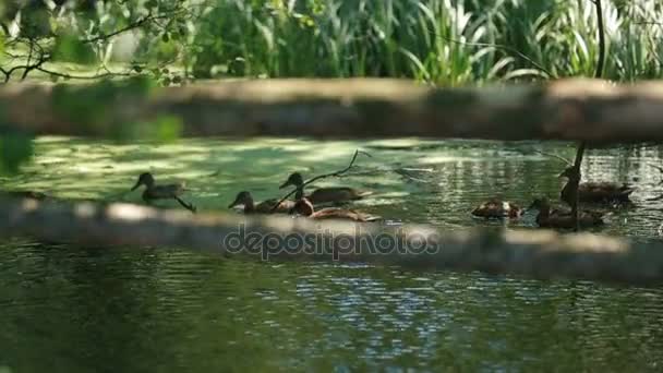 野鸭在游泳冷静阴影的湖水在阳光灿烂的夏天的一天 — 图库视频影像