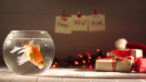 Hermosos peces dorados nadando en el acuario, regalos alrededor, celebrando Año Nuevo, decoraciones navideñas — Vídeos de Stock