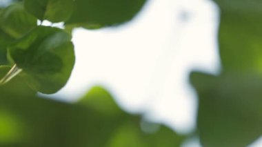 yaprak yeşil doğa arka kapatın