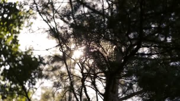 Solen skiner genom trädgrenar. Sommaren skog — Stockvideo