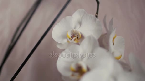 Bílá orchidej květina hlavou zblízka, izolované na bílém pozadí — Stock video