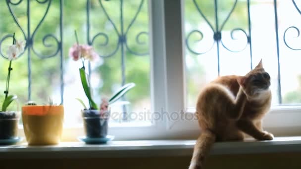 Κόκκινο γάτα κάθεται στο περβάζι σε ακτίνες του ήλιου το πρωί — Αρχείο Βίντεο
