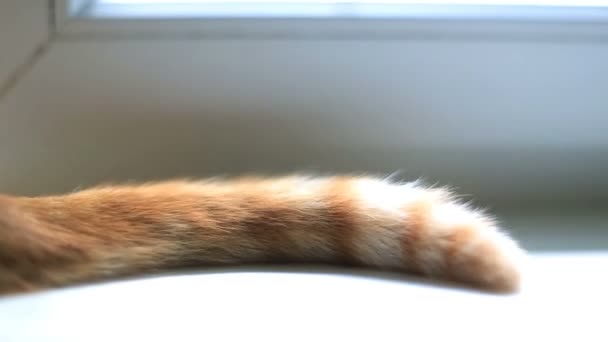 Pencere kenarında oturan kırmızı kedi kuyruğu — Stok video