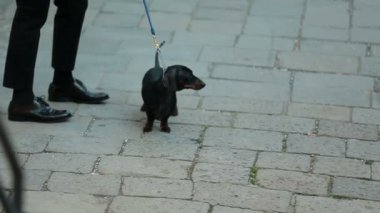 Deri ayakkabı adam önce küçük dachshund standları