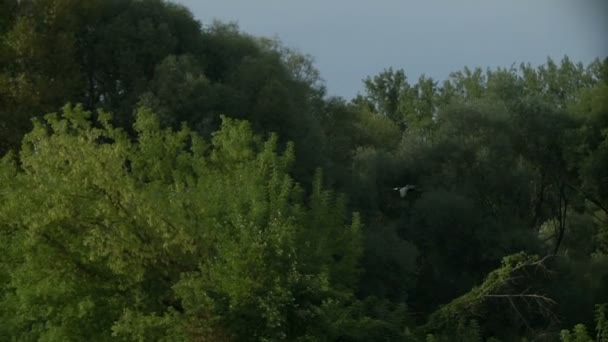 Черная утка пролетает над зелеными деревьями и рекой — стоковое видео