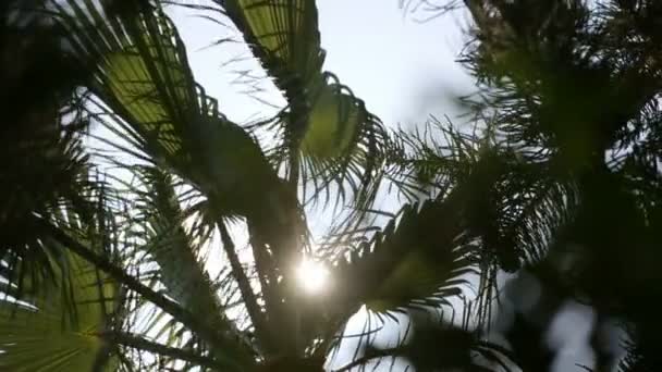 Solen gnistrar genom trädgrenar gröna palmer — Stockvideo