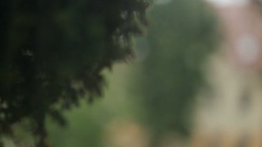 Gökten düşen yağmur yeşil ağaca arkasından bak