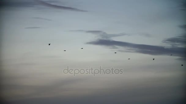 Birds fly in grey and blue evening sky — Stock Video