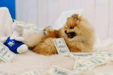 Beyaz halı üzerinde dolar arasında kabarık küçük köpek yatıyor