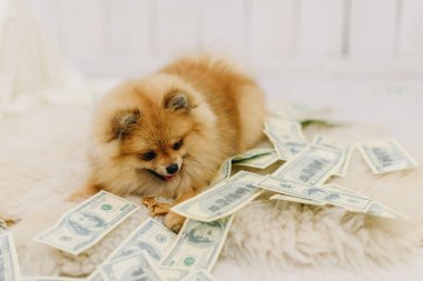Beyaz halı üzerinde dolar arasında kabarık küçük köpek yatıyor