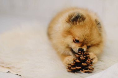 Pomeranian spitz beyaz halı üzerinde bir koni ile çalış