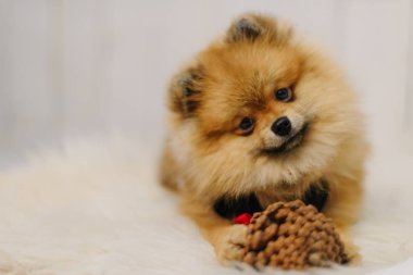 Pomeranian spitz beyaz halı üzerinde bir koni ile çalış