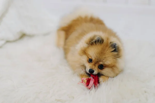 Fluffy pomeranian spitz plays with red bow on white carpet — Stock Photo, Image