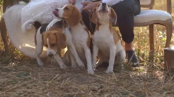 I tre cani bianchi in macchie marroni seduti vicino alle gambe degli sposi . — Video Stock