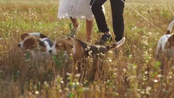 O retrato de perto dos três cachorrinhos caminhando com os recém-casados no campo . — Vídeo de Stock