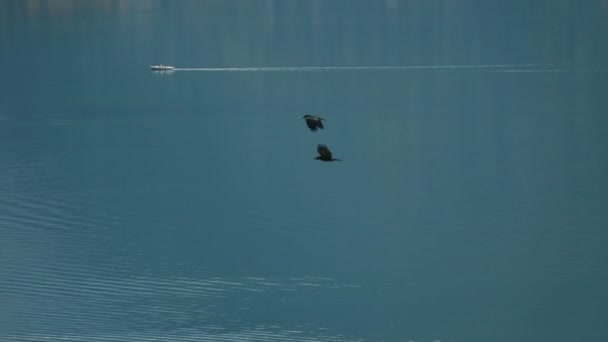 Les oiseaux noirs survolent la rivière entourée par le vieux château gothique et la forêt . — Video