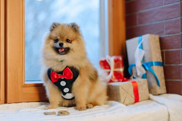 El retrato horizontal del pequeño Spitz alemán en traje moderno sittiong cerca de los regalos envueltos en el papel colorido —  Fotos de Stock