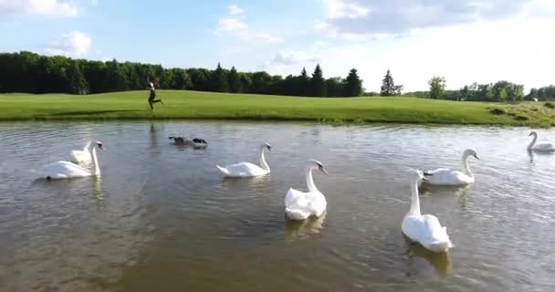 La vue latérale de la femme de jogging près de la rivière avec des cygnes pendant la journée ensoleillée . — Video