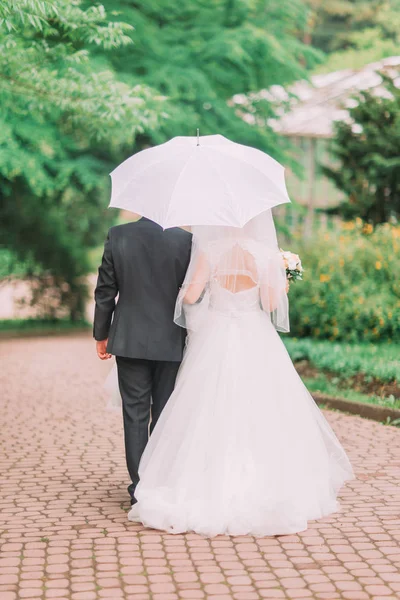 A vista traseira dos recém-casados caminhando sob o guarda-chuva branco no parque . — Fotografia de Stock