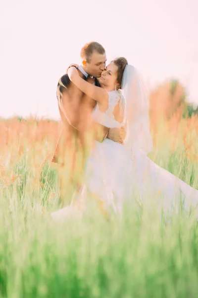 O noivo está beijando a noiva na bochecha entre as orelhas de trigo . — Fotografia de Stock