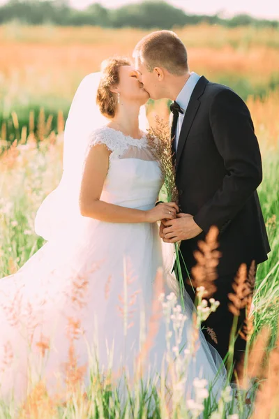 Чувствительный портрет целующихся молодоженов, держащих пшеничные уши в поле . — стоковое фото