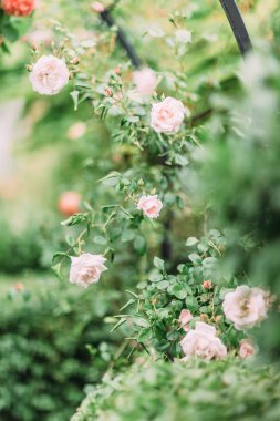 Yeşil çalılar güzel güller.
