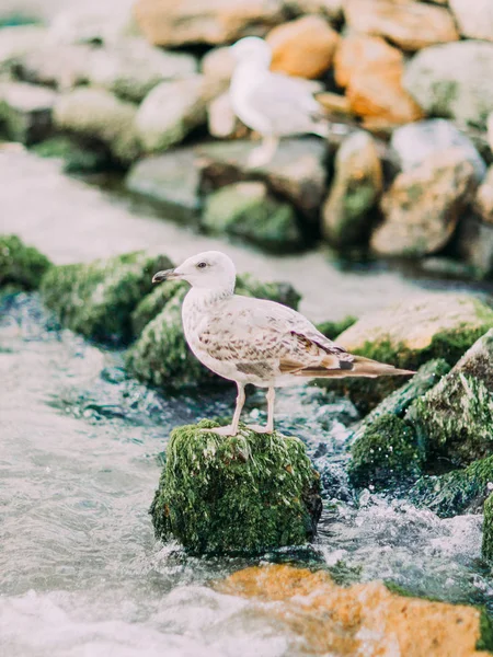 Fiskmåsen sitter på stenen överväxta med mossa på bakgrunden till havet och bergen. — Stockfoto