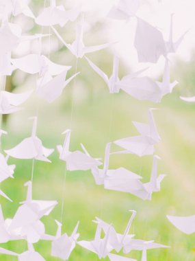 Pape yakın çekim kompozisyonu arka plan bulanık yeşil Kuğu.