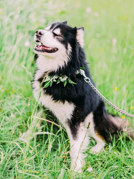 Härlig svart hunden sitter på gräset i parken. — Stockfoto