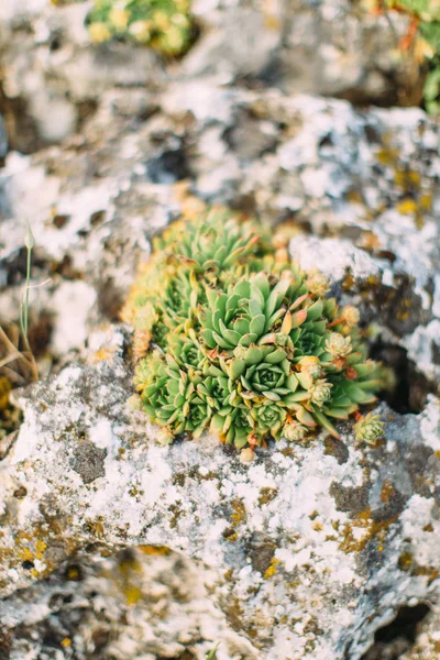 The vertical photo of the green flowers growing in the mountains rock. — Stock Photo, Image