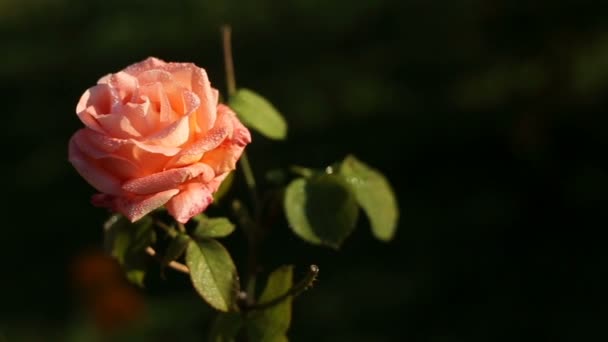 Tidiga dagg täcker orange ros — Stockvideo