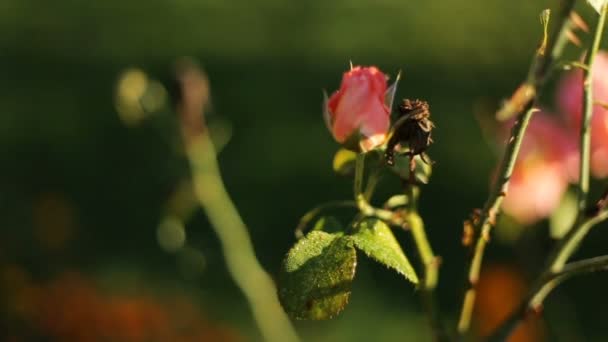 Morgensonne scheint über zarten Rosen — Stockvideo