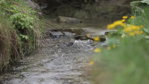 Vista de perto da cabeça clara da mola cercada por lindas pequenas flores amarelas . — Vídeo de Stock